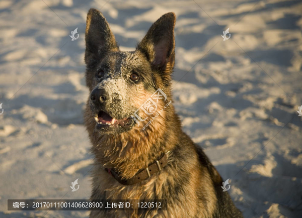 德國牧羊犬；