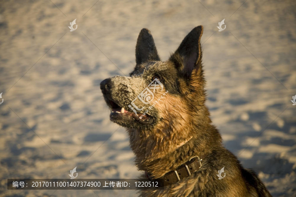 德國牧羊犬；