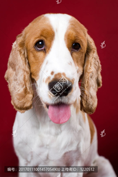 氣喘吁吁的可卡獵鷸犬。