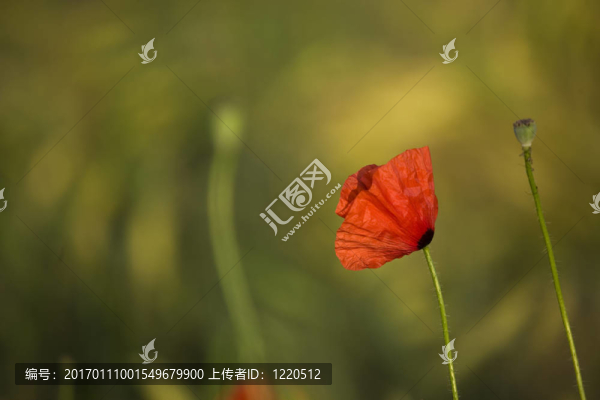 罌粟