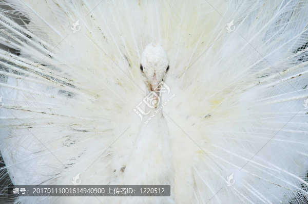 白孔雀
