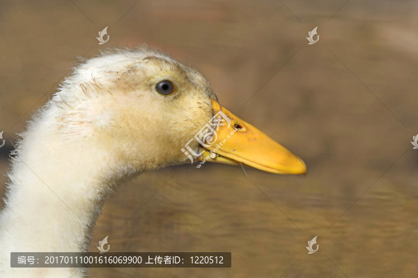 特寫鴨