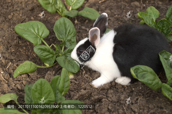 花園里的黑白兔子