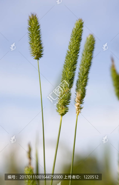 草