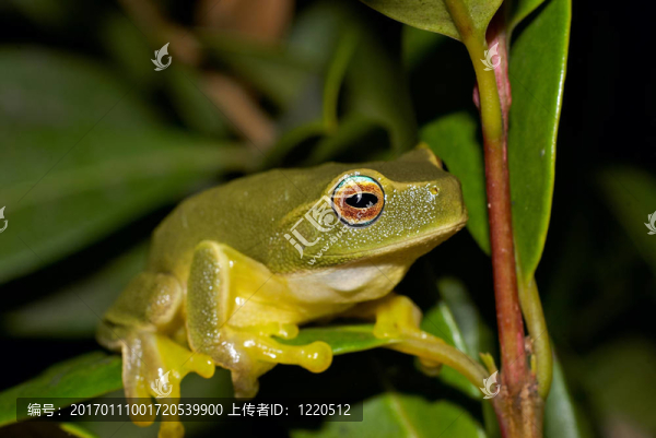 Litoria,caerulea
