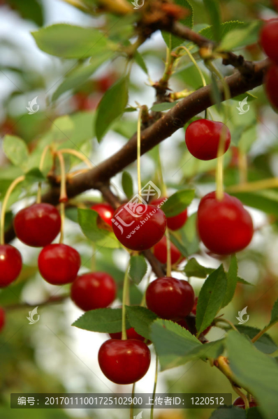 cherry.jpg