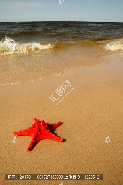 shell1.jpg