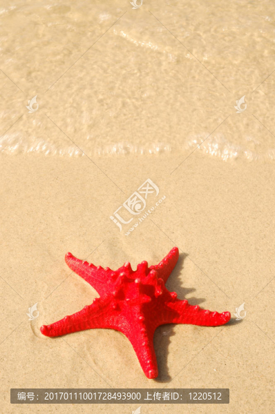 shell3.jpg