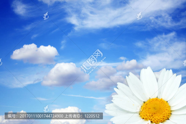 天空中的花