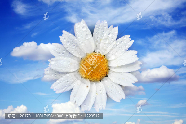 天空中的花