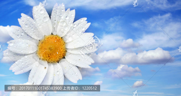 天空中的花
