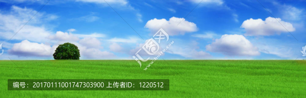 孤獨(dú)的樹