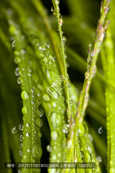 雨后草近
