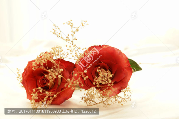 兩朵玫瑰