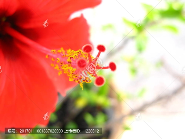 木槿