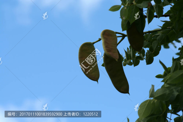肯塔基咖啡樹(shù)種子莢