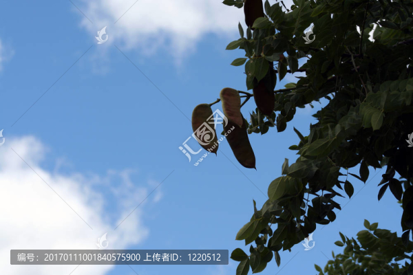 肯塔基咖啡樹種子莢