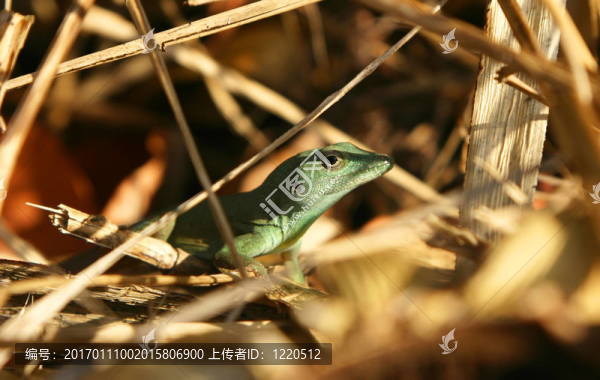 隱藏的蜥蜴