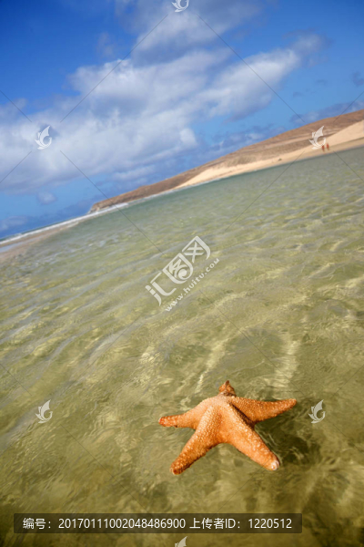 沙灘上的海星
