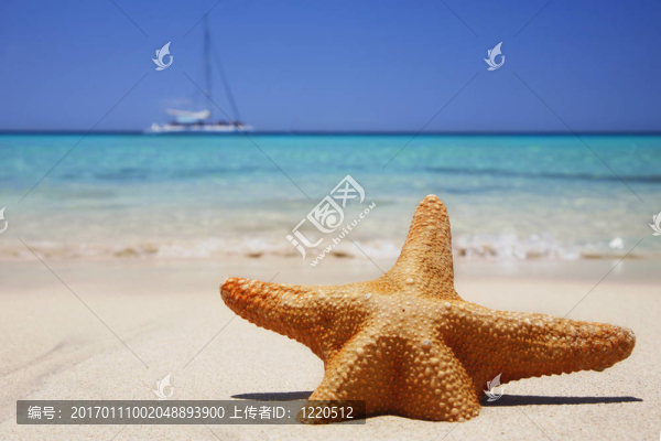 沙灘上的海星