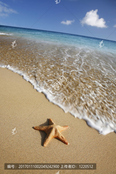 沙灘上的海星