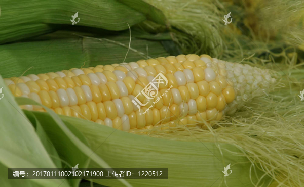 新鮮的玉米