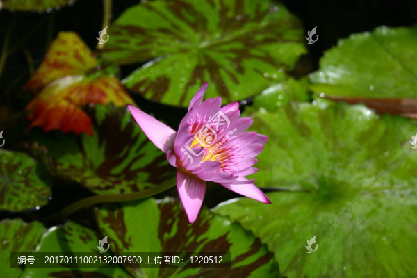 水百合