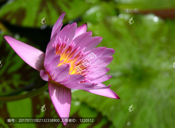 水百合