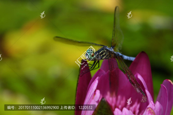 蜻蜓棲息在水百合