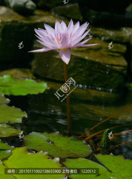水百合