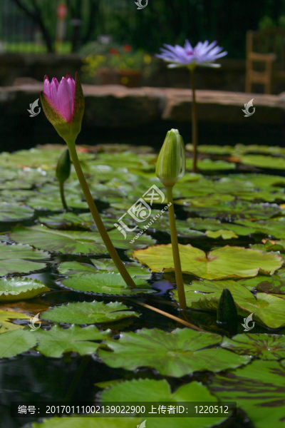 水百合