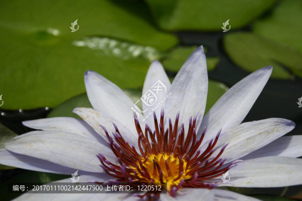 水百合
