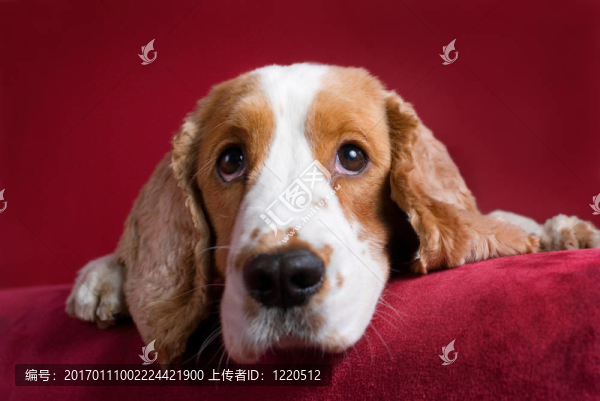 細心的可卡犬。