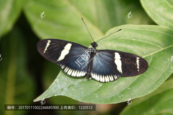 蝴蝶