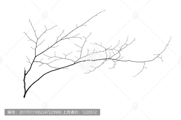 一個(gè)小的樹(shù)