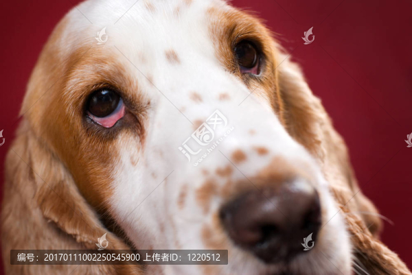 獵犬充血的眼睛