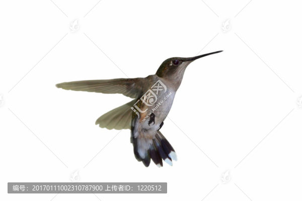 孤立的蜂鳥(niǎo)
