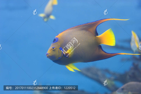 額斑刺蝶魚游泳