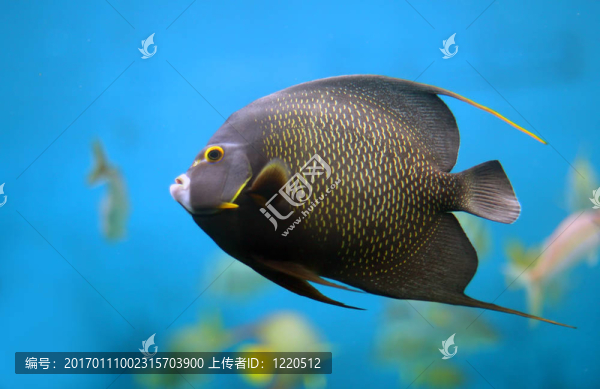 法國(guó)天使魚