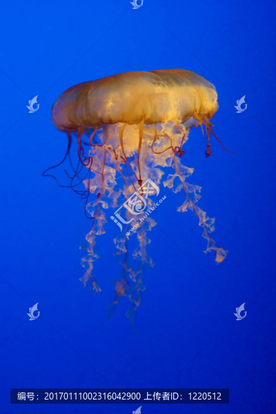 水母