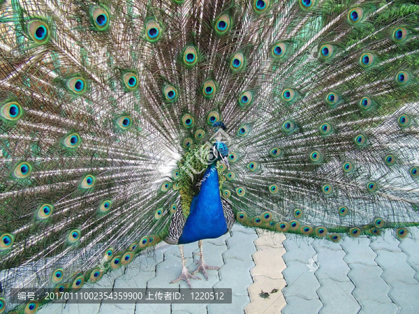 孔雀尾巴的背景-匯圖網(wǎng) www.fosd68.com 孔雀尾巴的背景
