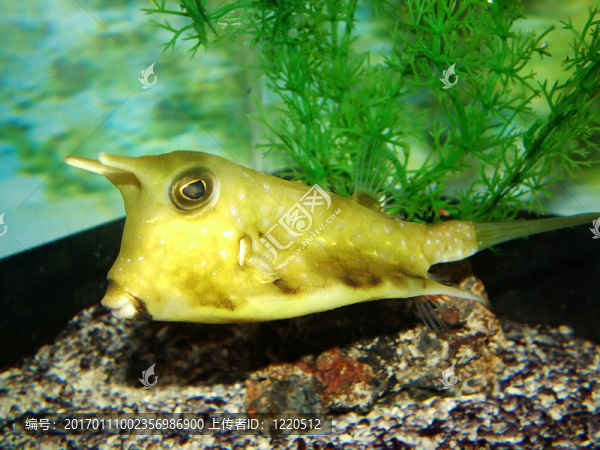 黃色熱帶魚