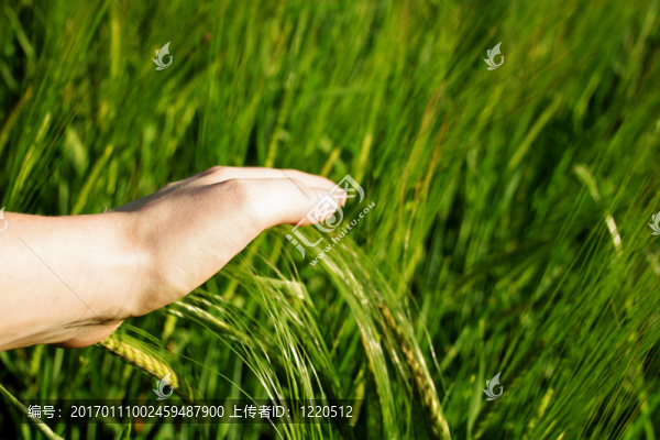愛(ài)的本性