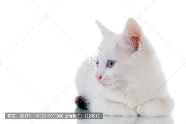 可愛(ài)的白色小貓