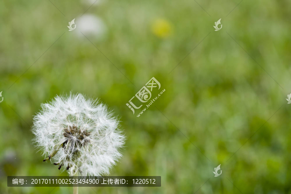 蒲公英