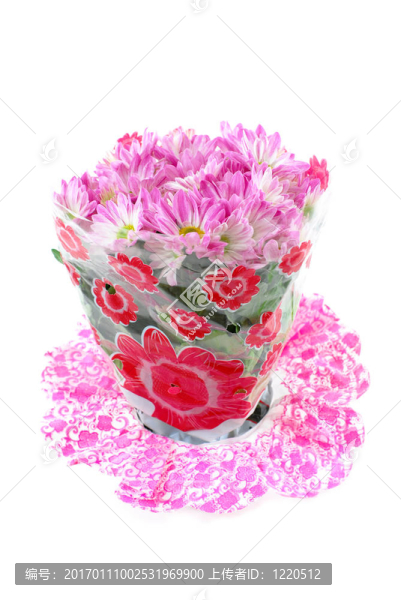 非洲菊-匯圖網(wǎng) www.fosd68.com 非洲菊