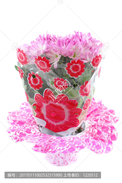 非洲菊