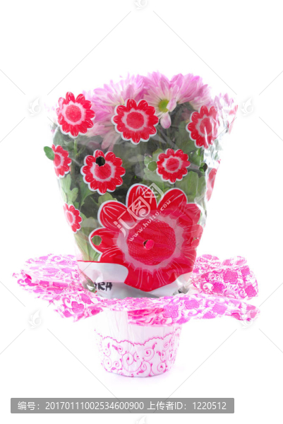 非洲菊