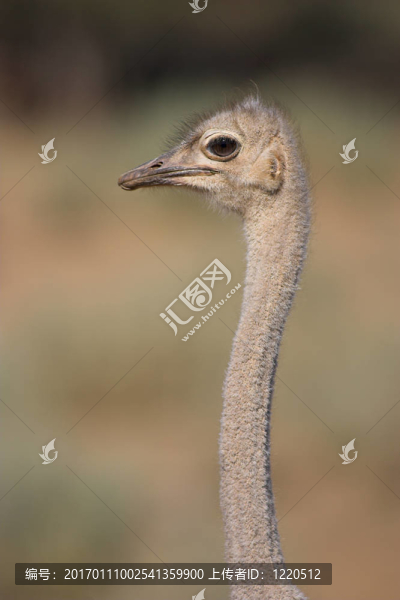 鴕鳥肖像