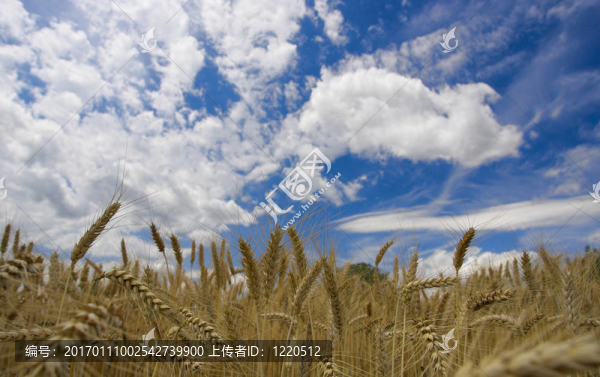 藍(lán)天上的田野